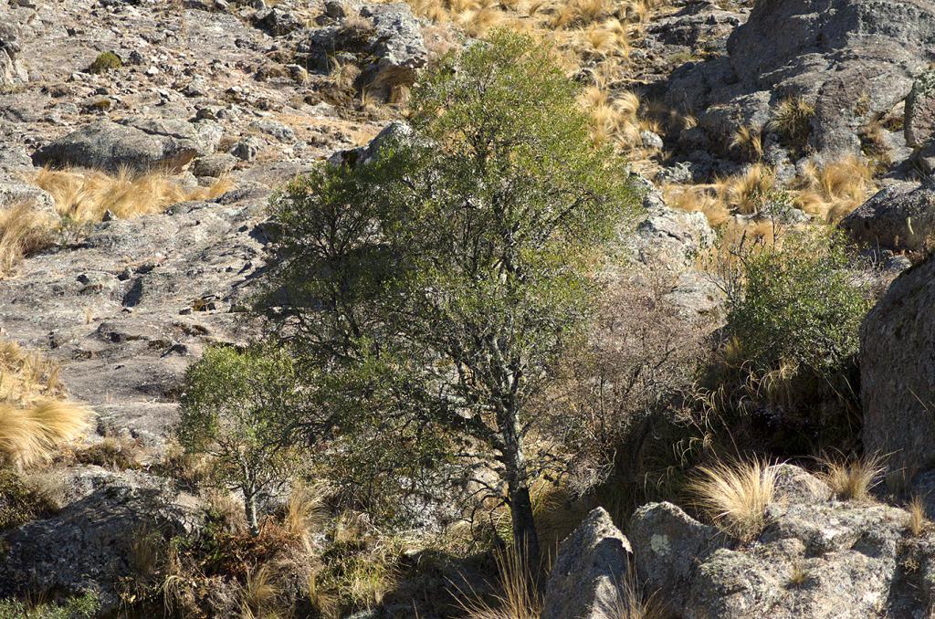 Este Maytén se alza, con soberbio orgullo, en medio del paisaje mustio. Atrás, lo secunda uno más pequeño, su hijo acaso. 